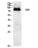 CD6 Antibody - Western Blot analysis of extracts from 293 cells using CD6 Antibody.