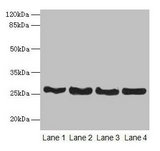 CD63 Antibody - Western blot All lanes: Cd63 antibody at 7.5µg/ml Lane 1: THP-1 whole cell lysate Lane 2: U87 whole cell lysate Lane 3: A549 whole cell lysate Lane 4: Mouse lung tissue Secondary Goat polyclonal to rabbit IgG at 1/10000 dilution Predicted band size: 26 kDa Observed band size: 26 kDa