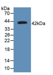 CD63 Antibody - Western Blot; .Sample: Recombinant TSPAN30, Human.