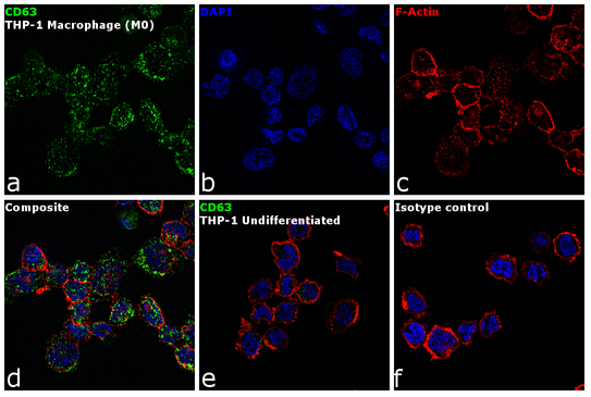 CD63 Antibody - CD63 Antibody in Immunofluorescence (IF)