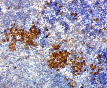 CD63 Antibody - CD63 antibody NKI/C3 immunohistochemistry mouse.  This image was taken for the unmodified form of this product. Other forms have not been tested.