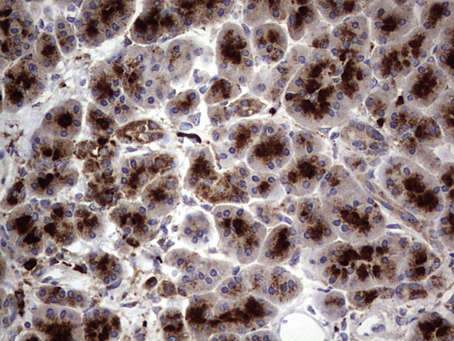CD63 Antibody - IHC of paraffin-embedded Human pancreas tissue using anti-CD63 mouse monoclonal antibody. (Heat-induced epitope retrieval by 1 mM EDTA in 10mM Tris, pH8.5, 120°C for 3min).
