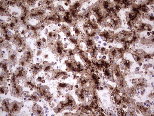CD63 Antibody - IHC of paraffin-embedded Human embryonic liver tissue using anti-CD63 mouse monoclonal antibody. (Heat-induced epitope retrieval by 1 mM EDTA in 10mM Tris, pH8.5, 120°C for 3min).