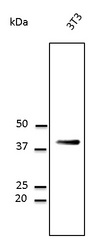 CD63 Antibody - Western blot. Anti-CD63 antibody at 1:1000 dilution. Lysate at 50 ug per lane. Rabbit polyclonal to goat IgG (HRP) at 1:10000 dilution.