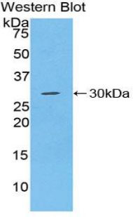 CD66a / CEACAM1 Antibody - Western blot of recombinant CD66a / CEACAM1.  This image was taken for the unconjugated form of this product. Other forms have not been tested.