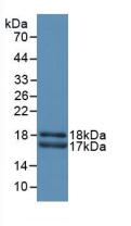 CD66a / CEACAM1 Antibody - Western Blot; Sample: Recombinant CEACAM1, Rat.