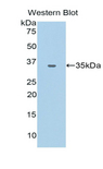 CD66a / CEACAM1 Antibody - Western blot of recombinant CD66a / CEACAM1.  This image was taken for the unconjugated form of this product. Other forms have not been tested.