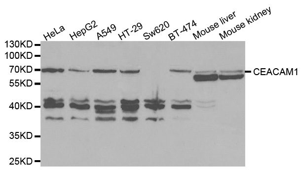 CD66a / CEACAM1 Antibody - Western blot analysis of extracts of various cell lines, using CEACAM1 antibody.