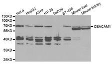 CD66a / CEACAM1 Antibody - Western blot analysis of extracts of various cell lines, using CEACAM1 antibody.
