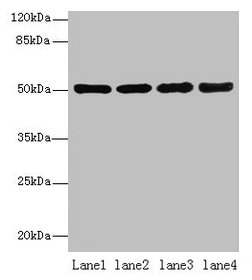 CD66a / CEACAM1 Antibody - Western blot All lanes: CEACAM1 antibody at 10µg/ml Lane 1: HT29 whole cell lysate Lane 2: HCT116 whole cell lysate Lane 3: COLO205 whole cell lysate Lane 4: HepG2 whole cell lysate Secondary Goat polyclonal to rabbit IgG at 1/10000 dilution Predicted band size: 58, 46, 36, 39, 51, 47, 28, 44, 52 kDa Observed band size: 58 kDa