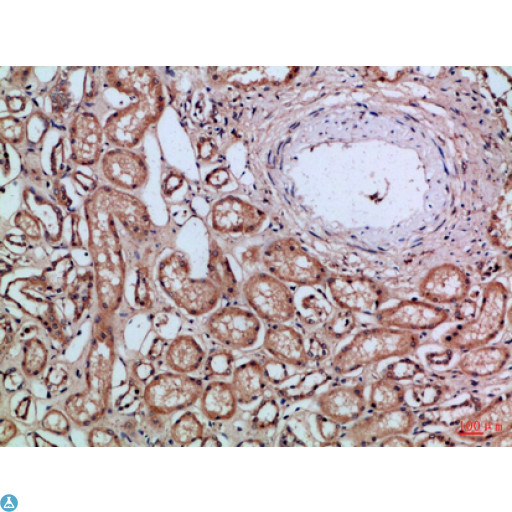 CD66a / CEACAM1 Antibody - Immunohistochemical analysis of paraffin-embedded Human-kidney, antibody was diluted at 1:100.