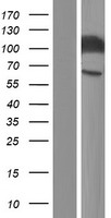 CD66a / CEACAM1 Protein - Western validation with an anti-DDK antibody * L: Control HEK293 lysate R: Over-expression lysate