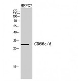 CD66c + CD66d Antibody - Western blot of CD66c/d antibody