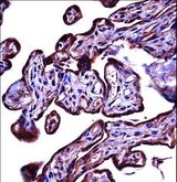 CD66d / CEACAM3 Antibody - CEACAM3 Antibody immunohistochemistry of formalin-fixed and paraffin-embedded human placenta tissue followed by peroxidase-conjugated secondary antibody and DAB staining.
