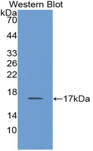 CD66d / CEACAM3 Antibody - Western blot of recombinant CD66d / CEACAM3.