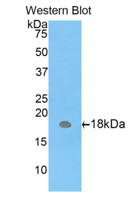 CD66d / CEACAM3 Antibody - Western blot of recombinant CD66d / CEACAM3.  This image was taken for the unconjugated form of this product. Other forms have not been tested.