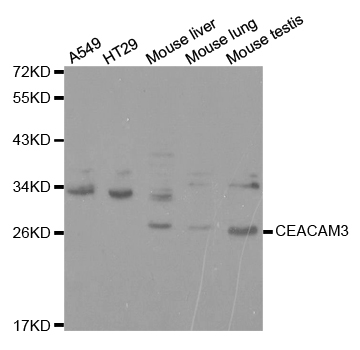 CD66d / CEACAM3 Antibody - Western blot analysis of extracts of various cell lines.