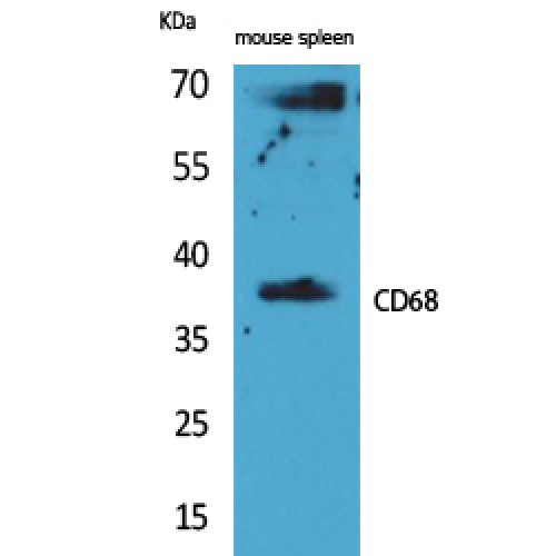 CD68 Antibody - Western blot of CD68 antibody