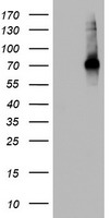 CD68 Antibody - HEK293T cells were transfected with the pCMV6-ENTRY control (Left lane) or pCMV6-ENTRY CD68 (Right lane) cDNA for 48 hrs and lysed. Equivalent amounts of cell lysates (5 ug per lane) were separated by SDS-PAGE and immunoblotted with anti-CD68.