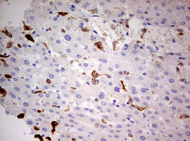 CD68 Antibody - IHC of paraffin-embedded Human pancreas tissue using anti-CD68 mouse monoclonal antibody. (Heat-induced epitope retrieval by 10mM citric buffer, pH6.0, 120°C for 3min).