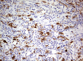 CD68 Antibody - IHC of paraffin-embedded Human tonsil using anti-CD68 mouse monoclonal antibody. (Heat-induced epitope retrieval by 10mM citric buffer, pH6.0, 120°C for 3min).
