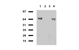 CD68 Antibody - Western blot of cell lysates. (35ug) from 4 different cell lines. (1: HepG2, 2: HeLa, 3: SV-T2, 4: A549). Diluation: 1:500.