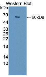 CD68 Antibody - Western Blot; Sample: Recombinant protein.
