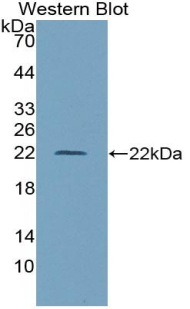 CD68 Antibody - Western blot of recombinant CD68.