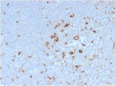 CD68 Antibody - Formalin-fixed, paraffin-embedded human Tonsil stained with CD68 Rabbit Recombinant Monoclonal Antibody (C68/2908R).