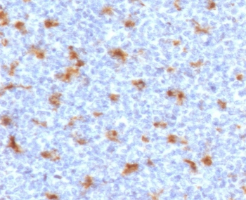 CD68 Antibody - IHC staining of FFPE human tonsil with CD68 antibody (clone CDLA68-2). HIER: boil tissue sections in pH6, 10mM citrate buffer, for 10-20 min followed by cooling at RT for 20 min.