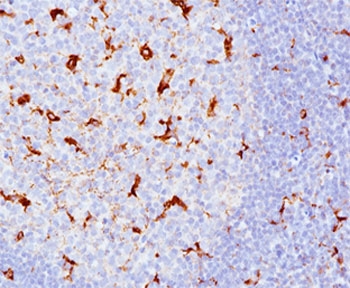 CD68 Antibody - CD68 antibody KP1 + C68/684 immunohistochemistry tonsil.  This image was taken for the unmodified form of this product. Other forms have not been tested.