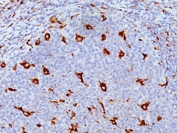CD68 Antibody - Formalin-fixed, paraffin-embedded human tonsil stained with CD68 antibody (KP1).  This image was taken for the unmodified form of this product. Other forms have not been tested.