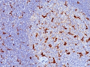 CD68 Antibody - Formalin-fixed, paraffin-embedded human tonsil stained with CD68 antibody (LAMP4/824).  This image was taken for the unmodified form of this product. Other forms have not been tested.