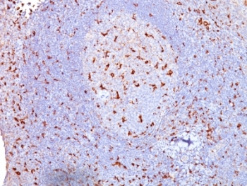 CD68 Antibody - Formalin-fixed, paraffin-embedded human tonsil stained with anti-CD68 antibody (SPM130).  This image was taken for the unmodified form of this product. Other forms have not been tested.