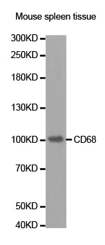 CD68 Antibody - Western blot analysis of extracts of mouse spleen tissue.