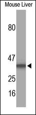 CD68 Antibody - The CD68 Antibody is used at 1:200 in Western blot with mouse liver lysate to detect CD68.