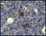CD68 Antibody - CD68 staining in mouse fat. Paraffin-embedded mouse gonadal fat pad tissue from high-fat diet fed mice is stained with CD68 Antibody, from Kim et al. Breast Cancer Res 2011.