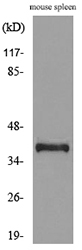 CD68 Antibody - Western blot analysis of lysate from mouse spleen cells, using CD68 Antibody.
