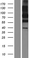 CD68 Protein - Western validation with an anti-DDK antibody * L: Control HEK293 lysate R: Over-expression lysate