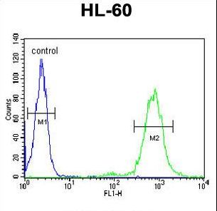 CD69 Antibody - CD69 Antibody flow cytometry of HL-60 cells (right histogram) compared to a negative control cell (left histogram). FITC-conjugated goat-anti-rabbit secondary antibodies were used for the analysis.