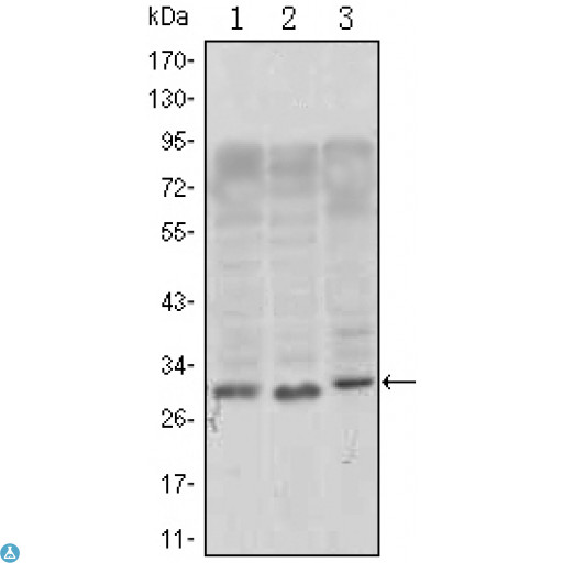 CD69 Antibody - Western Blot (WB) analysis using CD69 Monoclonal Antibody against, Jurkat (1), L1210 (2) and TPH-1 (3) cell lysate.