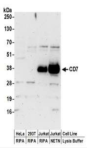 CD7 Antibody - Detection of Human CD7 by Western Blot. Samples: Whole cell lysate (50 ug) prepared using NETN or RIPA buffer from HeLa, 293T, and Jurkat cells. Antibodies: Affinity purified rabbit anti-CD7 antibody used for WB at 0.4 ug/ml. Detection: Chemiluminescence with an exposure time of 3 minutes.