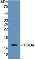 CD7 Antibody - Western Blot; Sample: Recombinant CD7, Rat.