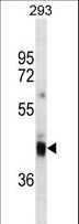 CD7 Antibody - CD7 antibody western blot of 293 cell line lysates (35 ug/lane). The CD7 antibody detected the CD7 protein (arrow).