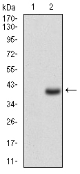 CD7 Antibody - Western blot using CD7 monoclonal antibody against HEK293 (1) and CD7 (AA: 72-175)-hIgGFc transfected HEK293 (2) cell lysate.