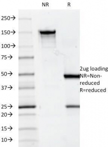 CD7 Antibody - SDS-PAGE Analysis of Purified, BSA-Free CD7 Antibody (clone 124-1D1). Confirmation of Integrity and Purity of the Antibody.