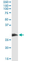 CD7 Antibody - Immunoprecipitation of CD7 transfected lysate using anti-CD7 monoclonal antibody and Protein A Magnetic Bead, and immunoblotted with CD7 rabbit polyclonal antibody.