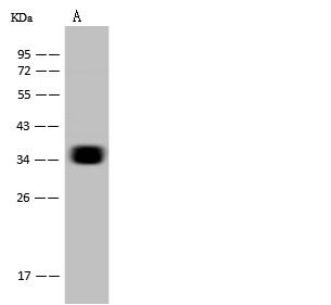 CD7 Antibody - Anti-CD7 mouse monoclonal antibody at 1:500 dilution. Lane A: Jurkat Whole Cell Lysate. Lysates/proteins at 30 ug per lane. Secondary: Goat Anti-Mouse IgG (H+L)/HRP at 1/10000 dilution. Developed using the ECL technique. Performed under reducing conditions. Predicted band size: 25 kDa. Observed band size: 37 kDa.