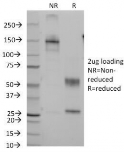 CD7 Antibody - SDS-PAGE Analysis of Purified, BSA-Free CD7 Antibody (clone B-F12). Confirmation of Integrity and Purity of the Antibody.