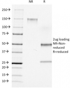 CD7 Antibody - SDS-PAGE Analysis of Purified, BSA-Free CD7 Antibody (clone C7/511). Confirmation of Integrity and Purity of the Antibody.